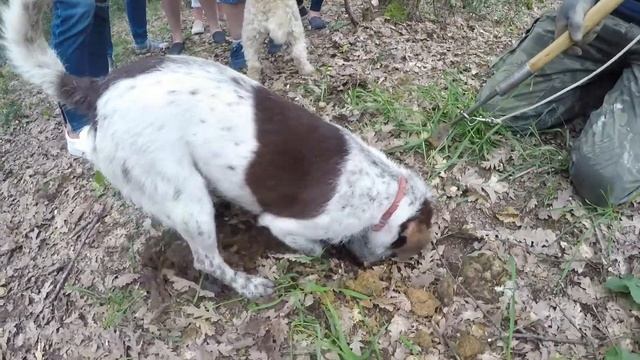 Truffle Hunting in Tuscany, Italy