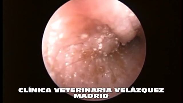 Otitis causada por Ácaros.