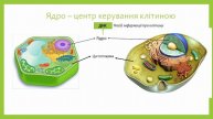 Як живуть і чим відрізняються клітини різних організмів