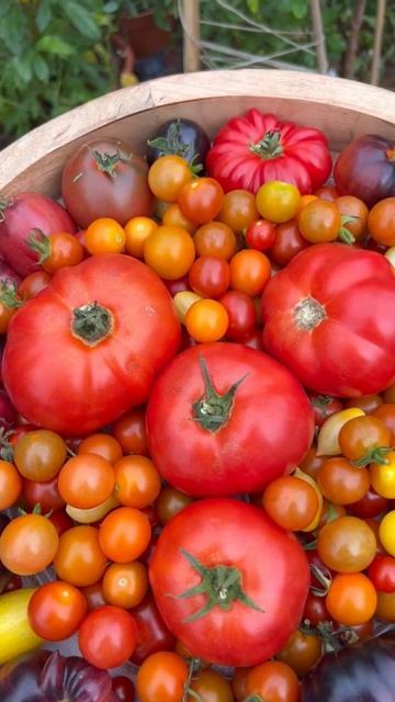 Homegrown tomatoes | Diary of a Yorkshire Gardener