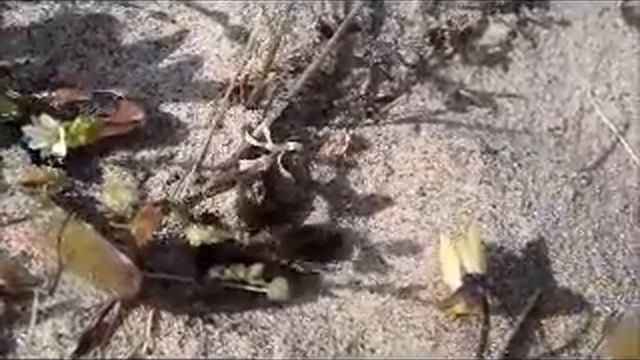 Andrena excavating nest