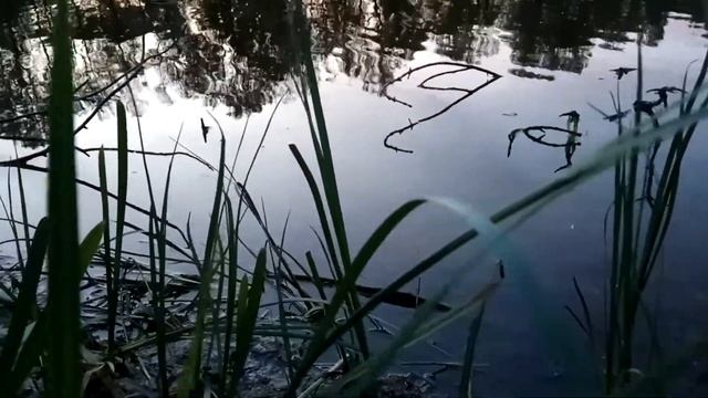 VID_20220601_223135 В час есенинский и синий...1960-е (Гл. Горбовский)...Павел Васильев Лахтинский