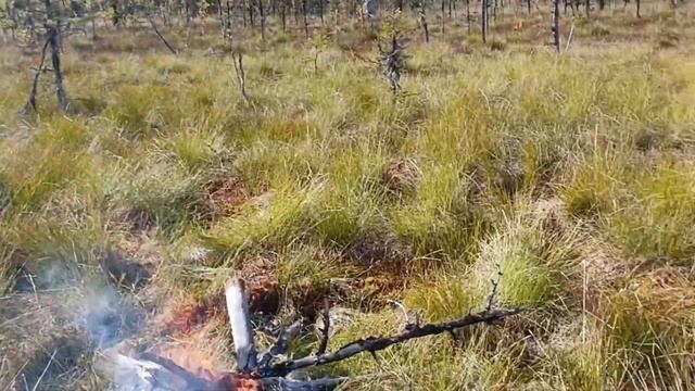 Увлекательная поездка с деревенскими жителями на каракате, за клюквой и грибами.