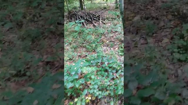 Honey mushrooms / опеньки / опята. September 2023. 25 km from Lviv.
