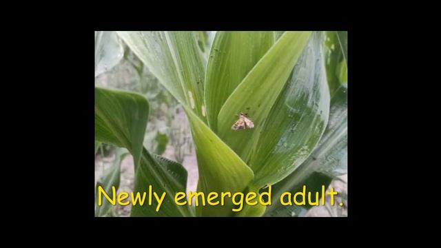 मकैको फौजी किराको जिबनचक्र र व्यवस्थापन Fall Armyworm lifecycle and it's management| KN Krishi Nepa