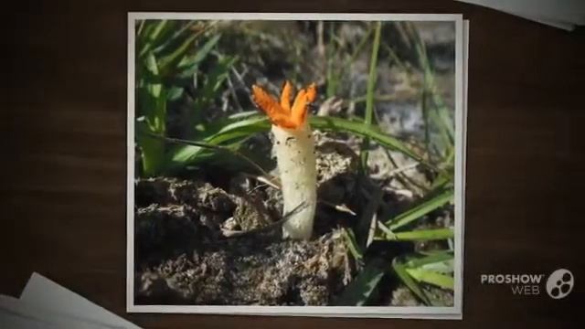 Lysurus cruciatus - fungi kingdom