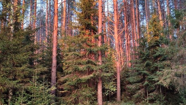 А  Ахматова  Я спросила у кукушки #стихиожизни #поэтысеребряноговека