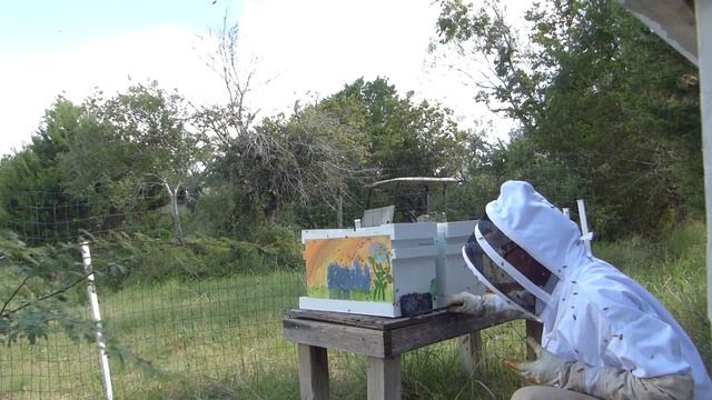 Beekeeping - Splitting an Angry Hive (Africanized Bees?)