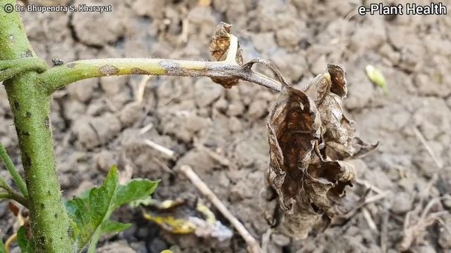 Septoria Leaf Spot of Tomato | टमाटर का सेप्टोरिया पर्ण चित्ती |Tomato| Dr. Bhupendra S. Kharayat
