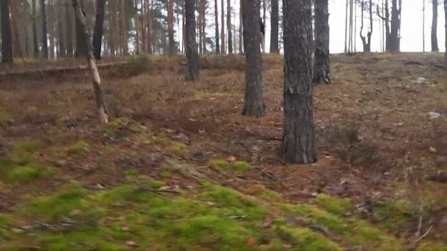 Артём Воронков по грибы Ленинградской области в Лужский район в шортах. Легион колпаков и белый гри