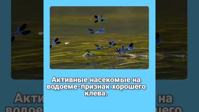 РЫБАЛКА, ПРИМЕТЫ ПОГОДЫ!