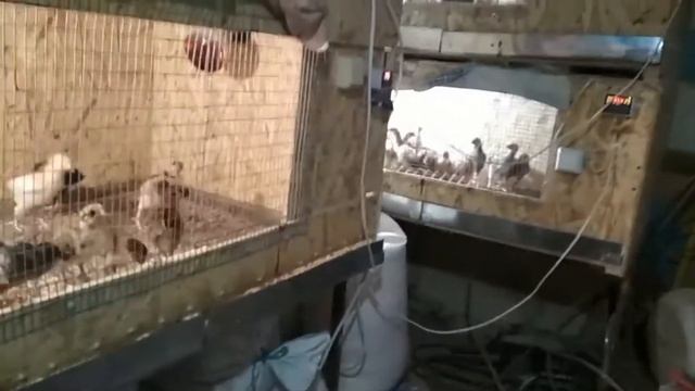 Уехал на работу . Оставил маму на хозяйстве .