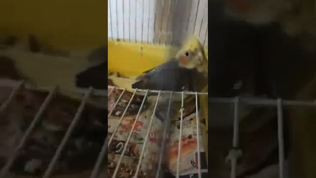 parrot monah монах папагал