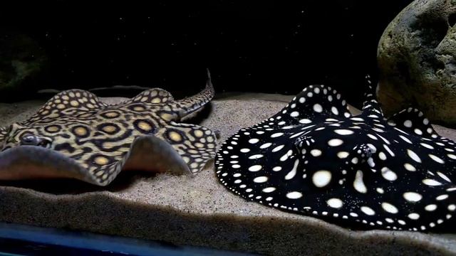 Rimless tank - Potamotrygon marble motoro*, leopoldi, Geophagus sp., Peckoltia lineola