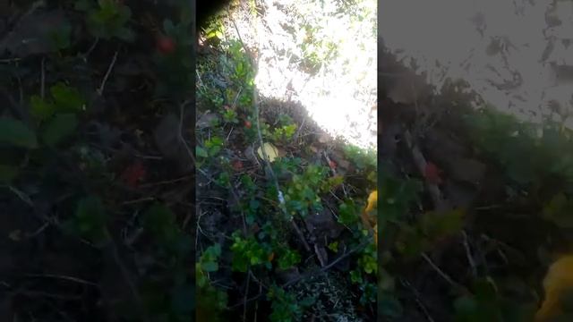 Канал свободные уши выпуск #11 грибы есть