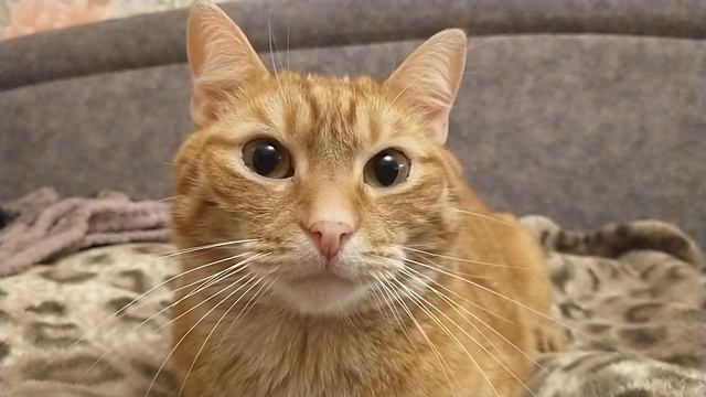Вот раздать бы каждому по коту!.....(стихи Р. Алмазовой)