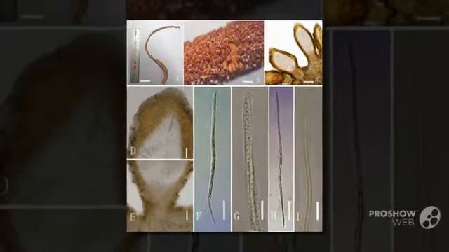 Ophiocordyceps xuefengensi - fungi kingdom