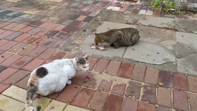 Беременная кошка кушает 😻 Pregnant cat eat 🐈 Kucing lucu Lustige katzen 猫 Gatos engraçados gracioso