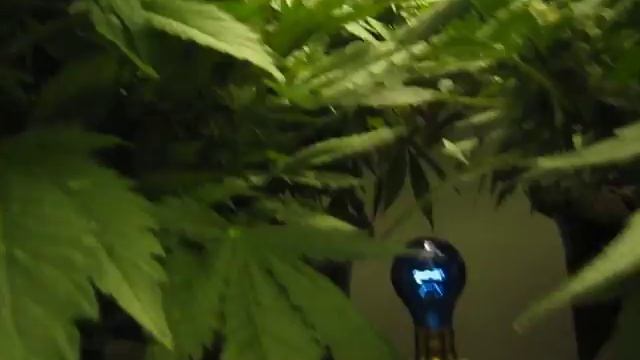 Great White Shark Day 42