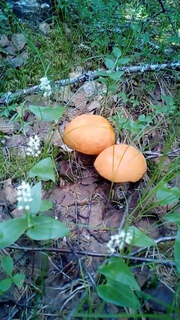 ПЕРВЫЕ ГРИБЫ ! ДИКИЕ УСЛОВИЯ !ЛЕС ! WILD FOREST ! MUSHROOMS !