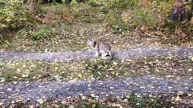 #лес#потеряшка#грибы