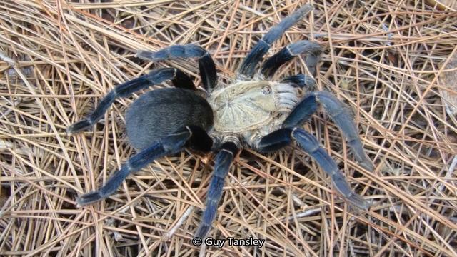 MIDNIGHT BLUE TARANTULA Cambodia