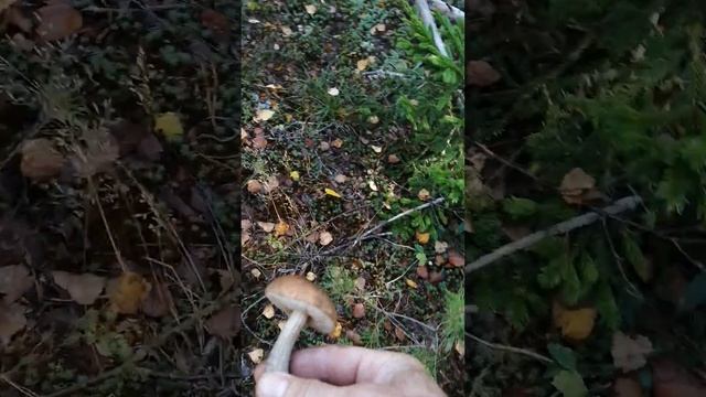 Тихая охота в осеннем лесу.