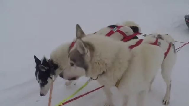 Путешествие с палаткой в северном лесу. Journey with a tent in the North woods