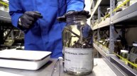 How to swab a preserved amphibian