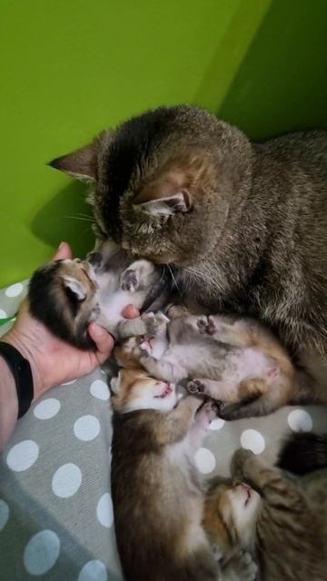 как новорождённые котята ходят в туалет