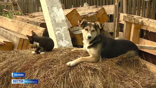 "Линда, живи": горняк компании АО "Стройсервис" сделал мобильный протез для брошенной собаки