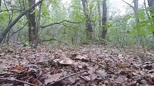 в лес за грибами