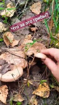 кто знает?странные грибы #алтайскийкрай #заринск #барнаул #грибы #лес