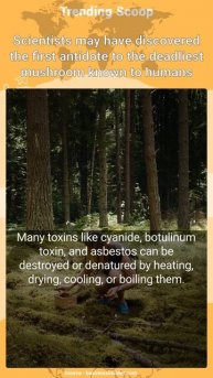 Scientists may have discovered the first antidote to the deadliest mushroom known to humans #medica