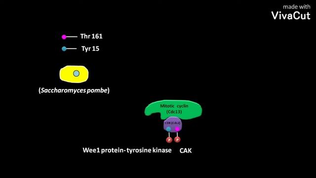 Regulation of kinase activity of Saccharomyces pombe MPF