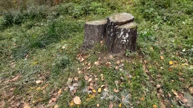 ,,Я люблю тебя,осень"