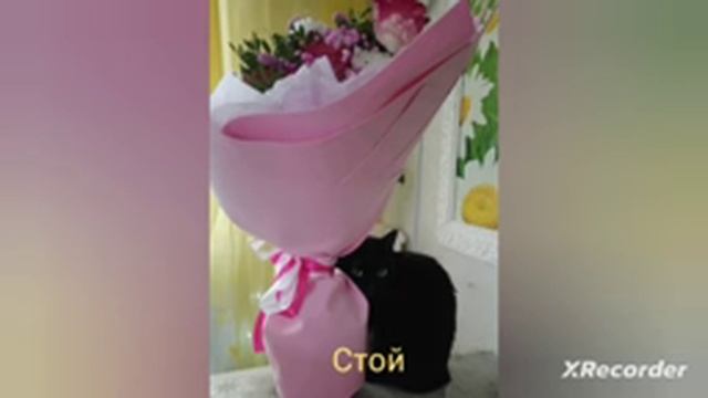 Минус/караоке + текст песни ВОСХОД качество 93% Beat