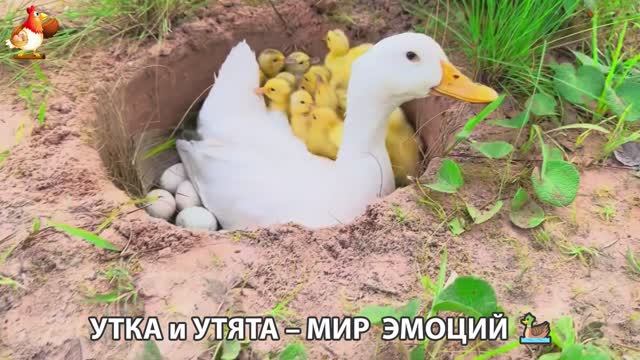 Утка и Утята – мир нежных эмоций 🦆🤗❣️часть (1)