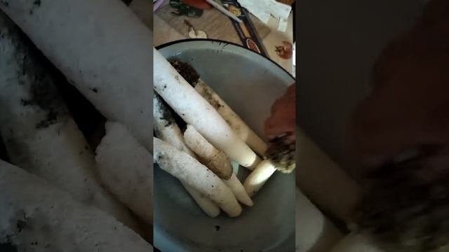 Першотравневое Коростенский р-н Житомирская обл. в местных лесах растет такой гриб