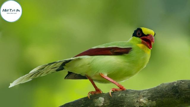 ✅Tiếng chim Thanh Loan ✅Common Green-Magpie (Cissa Chinensis) ✅นกสาลิกาเขียว