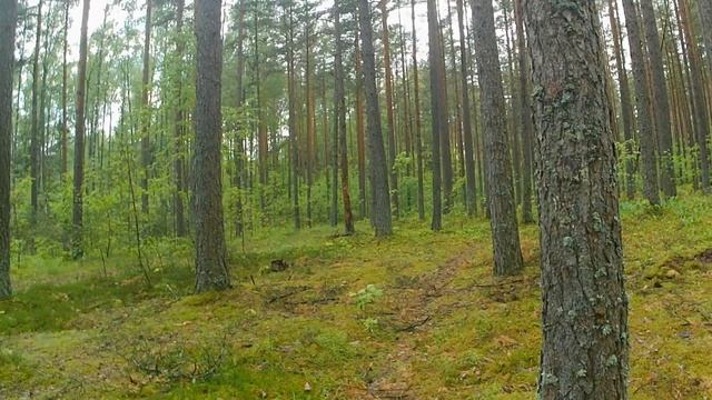 Сходил в лес посмотрел грибы после первых серьезных дождей
