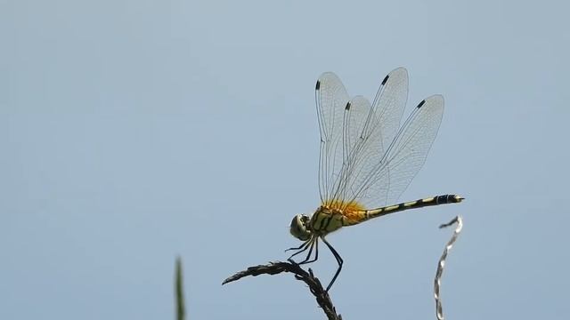 Dancing Dropwing (Trithemis pallidinervis) aka Long-legged Marsh Glider