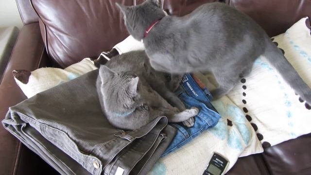 Truffle And Fifi On Clean Ironing