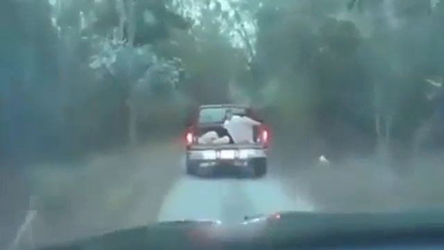 этой погоне можно только позавидовать