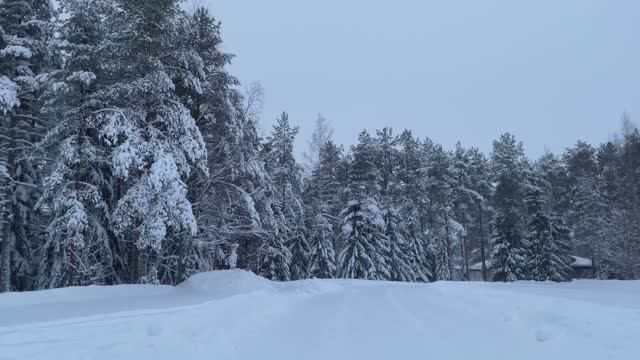 Прогулка по заснеженному лесу