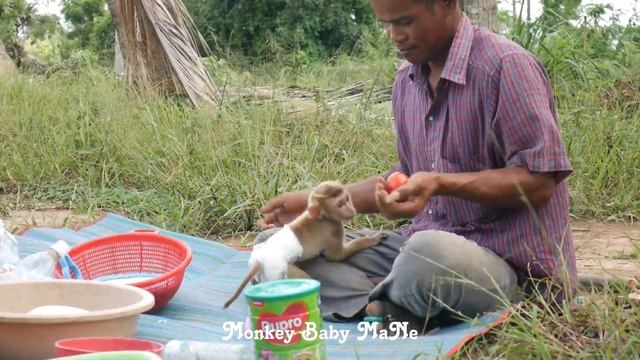 Poor Monkey Baby MaNe Love Playing Tomato With Daddy