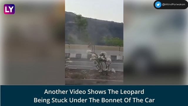 Video Of Leopard Hit By Car On Highway Leaves Internet In Shock
