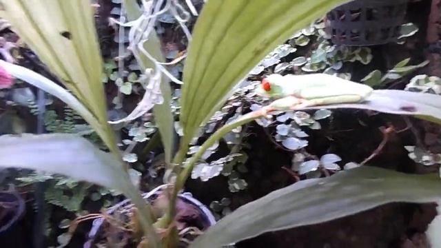 terra nature frog's red eyes and anolis