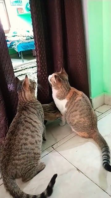 😂😂three useless cats 💞 the Pride 💞 #catvideos #shorts #cats #funny #funnyvideo #cutecat #trending