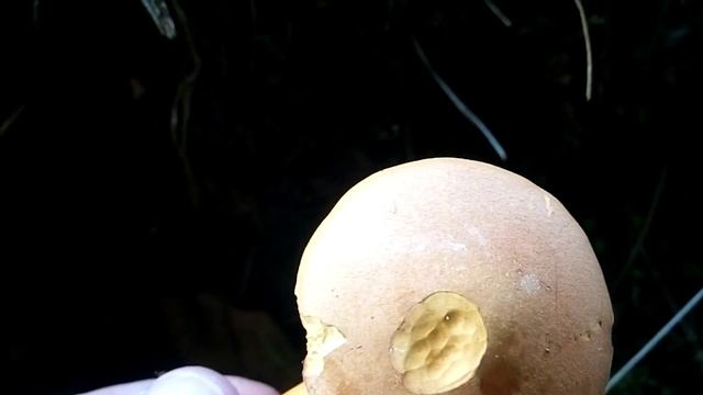 GRZYBY 2021.7.30 W😮J. MUSHROOMS. LAS. NAM DAŁ! GRZYBOBRANIE